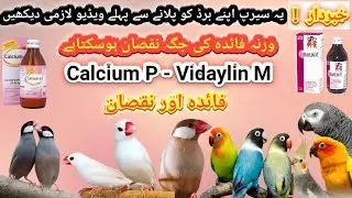 Java Finch Love birds Ringneck Ko Calcium P Or Vidayline M setup Dany se phela ya Video Zarur Dakhen