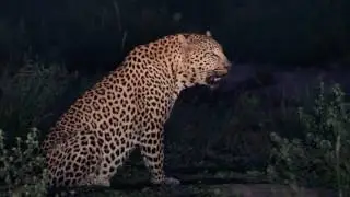Inyathini male leopard calling