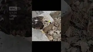 CAMERA FOCUS | BIRD #eagle #birdofprey #wildlifevideos #naturelovers #birdwatching  #majesticbirds
