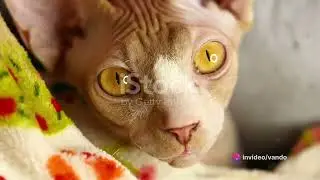Amazing Facts about Pets  Curiosidades Incr&iacute;veis sobre Animais de Estima&ccedil;&atilde;o