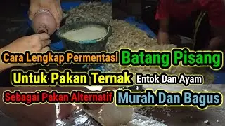 Cara Membuat Permentasi Batang Pisang Untuk Pakan Entok Dan Ayam