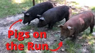The Pigs ESCAPED!