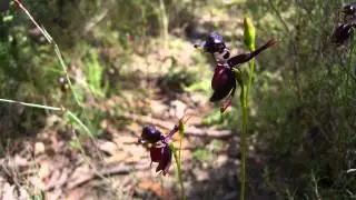 South Australian Orchids - Introduction