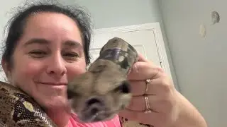 &ldquo;Daily vlog 12&rdquo;!#snake #reptiles #nature #pets #cuteanimal #love #cute #2026 