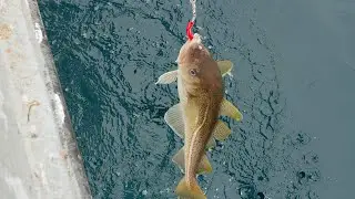Continuing to Overfish Cod