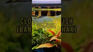 Clown Killifish 🤡