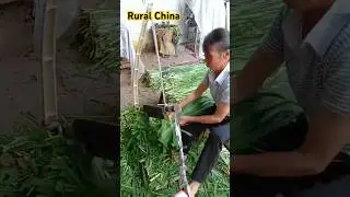 Rural China life,China village #china #chinalife #ruralchina
