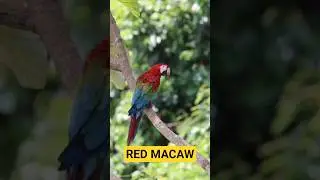 Red Macaw #birds #endemicbirds #nature