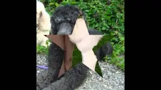 Пудель/Poodle (порода собак HD slide show)!