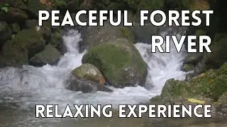 Peaceful River Flow: Nature Sounds for sleep, focus and concentration