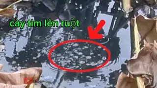 C&acirc;u c&aacute; r&ocirc;, c&ograve;n ch&uacute;t nữa bị &ocirc;ng v&ograve; vẻ(video 87)3ruong fishing 