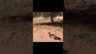 Leopard most mesmerizing visual of attack on Gazelle,