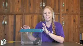 Explore EcoStation - American Bullfrog