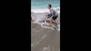 Another 2.5 meter tiger Shark caught on Warnbro Beach