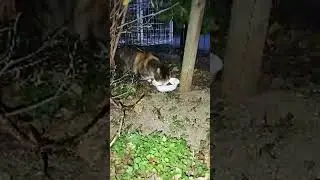 地域ねっこのミケご飯です🐱