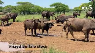 Commercial Game farm near Albert Falls, KZN