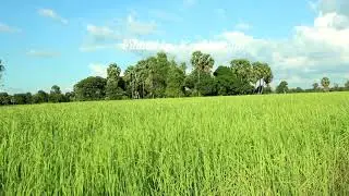 Relaxing FIELD 110 || Cambodia green rice field during rainy season