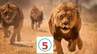 Find the Animal Name | 25 Easy Slides for Kids | Fun Animal | Easy Level #1