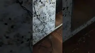 Goodliving Pest Control|#delhi #pestremoval #youtubeshorts #ytshorts