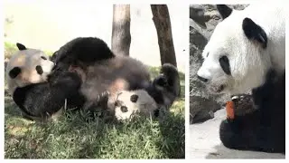 Uber affectionate cub Qi Ji seeking cuddles & play bouts💕🐼🐾💫