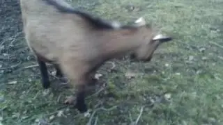 Nej osliček na svete je pedrousek zlatičko 😘😘😘