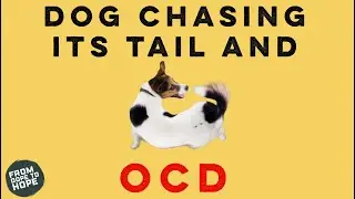 The similarity between a dog chasing its tail and an ocd sufferer. 🐶 💥 you can recover!