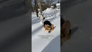 Забавные вещи, которые мои корги делают в снегу