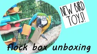 Bird Toy Haul | Flock Box Unboxing