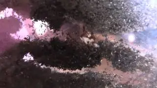 Scabrinodis brood