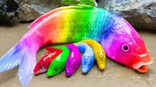 Memancing ikan hias warna warni, katak raksasa, belut - Stop Motion ASMR Memasak Primitif