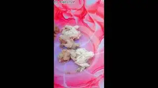 PoutEr PigeoN #attitude🔥❗️‪@biharikabutar5419‬ #youtubeshorts #shorts #adventurousride #skyvibes