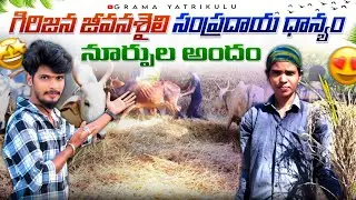 అరకు లో గిరిజనుల పాతకాలపు థాన్యం నూర్పుల అద్భుతం #గ్రామ యాత్రికులు 