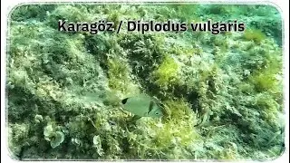 Karag&ouml;z balığı / Common two-banded seabream / Diplodus vulgaris