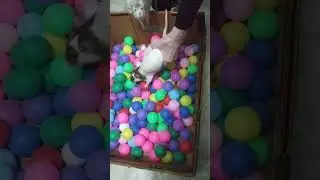 Regan the rat is the first in the ball pit