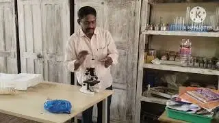 Observation of spores in Rhizopus (bread mould)