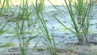 Wetlands Restoration Old Dominion University