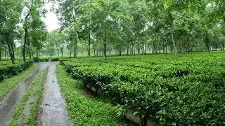 Calm Rain in Tea Garden Makes very Good Sound For Sleeping and Relaxing ASMR