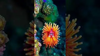 The Venomous Bearded Fireworm: Marine Warning of Danger