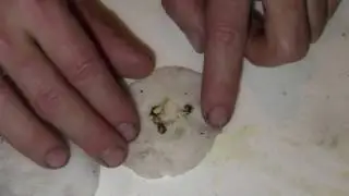 Germinating cannabis seeds (проращиваем семена)