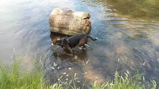 A dip in the Longford River