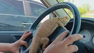 Bearded dragon driving and we had a hit and run/bumper tap