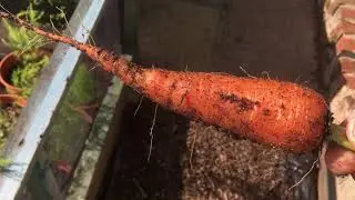 (44) A hard lesson learnt with Carrot fly