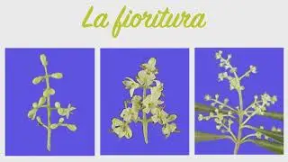 Educazione Alimentare - Le fasi fenologiche dell'olivo