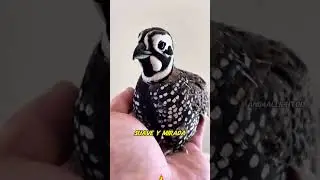 The mysterious little bird that went missing.#animals #Friendship #Us
