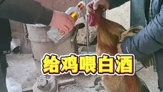 #养鸡小妙招