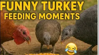 Funny Turkey Birds Eating Food | Cute Reactions & Feeding Time 🦃🤣 | BirdTalesWithAbbas #BBCEarth 