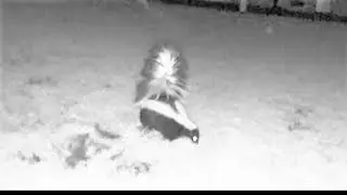 Skunk caught on security camera digging up backyard