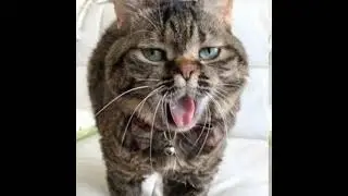 Cat becomes uncanny