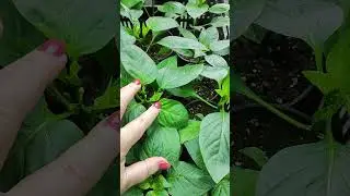 Ну каков перец!!
