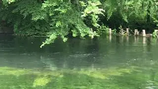 Fly life on the River Anton - 17th May 2020
